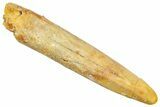 Fossil Sauropod Dinosaur (Rebbachisaurus) Tooth - Morocco #369646-1